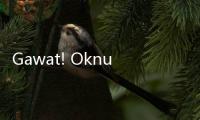 Gawat! Oknum ASN Ditangkap Satgas Damai Cartenz Gegara Jadi Pemasok Senjata Api untuk KKB
