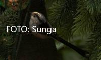 FOTO: Sungai Tercemar Tak Halangi Warga India Jalani Ritual